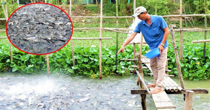 Hàng ngàn con cá tra tự nhiên kéo đến ‘nương nhờ’ nhà người dân miền Tây