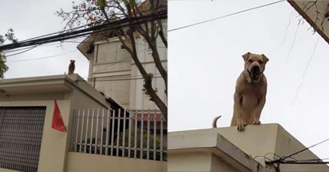 Đi qua nhà người yêu cũ sau chia tay, điều cô gái buồn nhất là chó nhà NYC vẫn vẫy đuôi, nhảy tưng tưng lên mừng