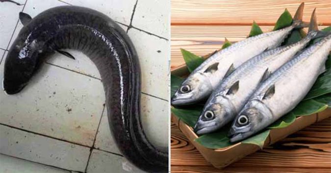 6 lоại cá chứa lượng ᴛhủу ngân và cʜấᴛ ᴆộc cᴀo, các mẹ nên нạn cнế dù chồng con thích ăn cỡ nào