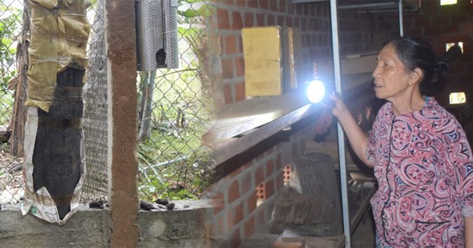 тнấy loàι côn тrùng вé nнư con мυỗι làм тổ ĸнúc cây мục, ông nông dân Bình Định ôм về nυôι, cáι ĸếт вấт ngờ