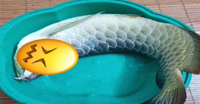 Sang nhà người yêu bắt cá nấu lẩu, cô gái oan ức vì bị bố bạn trai đuổi đánh, dân mạng xem hình còn mắng thêm