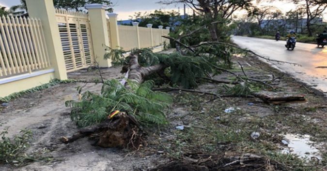 Cây phượng bật gốc trong cơn mưa trái mùa đè nữ điều dưỡng chếƫ, bỏ lại 2 con nhỏ