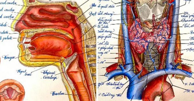 “Toát mồ hôi hột” với loạt ảnh vẽ bộ phận cơ thể người giống thật đến 99% của nam sinh trường Y
