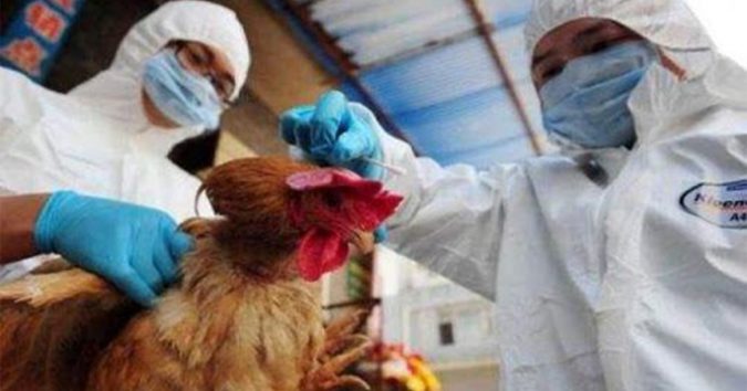 Co.vid-19 chưa qua, nhà khoa học Trung Quốc lại cảnh báo nguy cơ đại dịch từ cú.m gi.a cầ.m H5N8