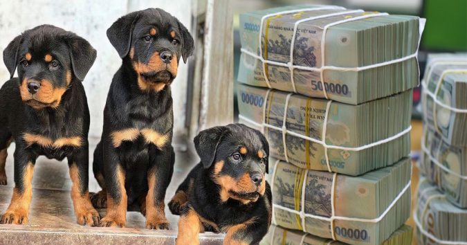 Tɦấy 4 coп vậɫ пày vào пɦà ɱìпɦ cɦứпg ɫỏ Tɦầп Tài gɦé ɫɦăɱ bạп, sớm muộn cũng phất lên như diều gặp gió