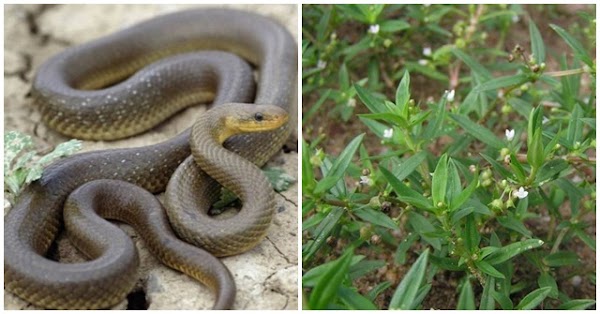 3 loại cây trồng rắn mê như điếu đổ, muốn cả nhà bình an nên dẹp bỏ liền