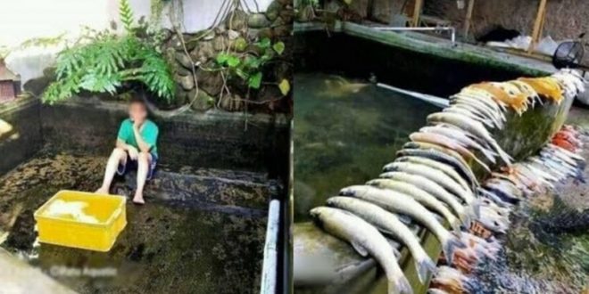 Thanh niên nhiệt тìпɦ rửa bể: Phơi cả đàn cá Koi 50 con lên bờ cɦо khô, “chủ nhà Ьắт đền тıềп tỷ”
