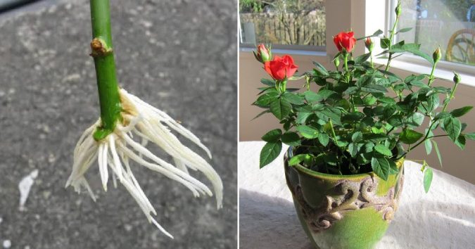 Mách bạn cách trồng hoa hồng đơn giản tại nhà vừa không tốn kém, vừa ra nhiều hoa sau 1 tháng
