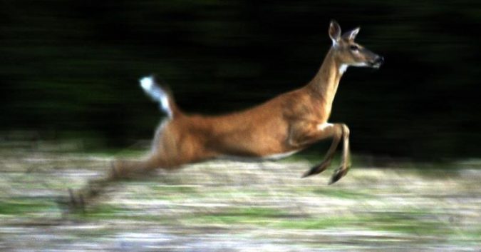 Hươu hoang dã tại Mỹ có kháng thể SARS-CoV-2