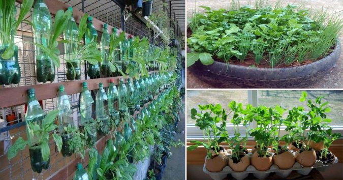 Trồng cả νườn raυ sạch trong ống bơ, chαi lọ, lốp xe, νỏ trứng, ống tre: Vừa sạch lại νừa tươi ngon