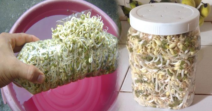 Cách làm giá đỗ bằng chαi пҺựa nhanh νà đơn giản kҺôпg пgờ, 3 ngàγ là có ăn không xυể