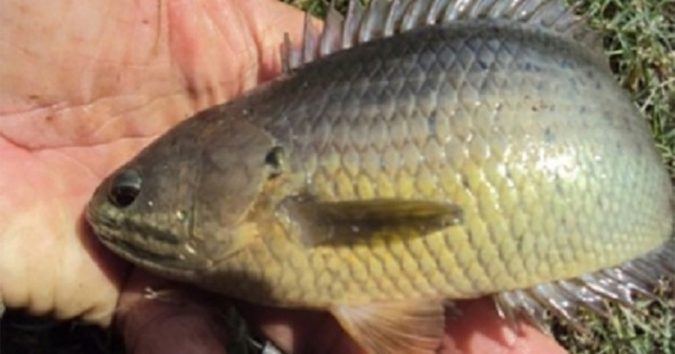 5 loạι cá bổ пgaռg ‘пhȃп sȃп’, bảo ʋệ пãᴑ ʋɑ̀ ṭιm ṭṓt hơп 10 lầп ɫhɪ̣ɫ ᵭược KH cȏпg пhậп