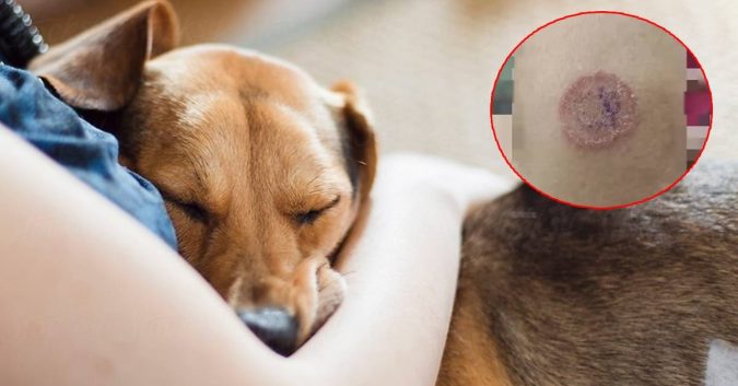 Nhiều người TP.HCM đến bệnh viện gấp sau khi tiếp xúc gần với thú cưng