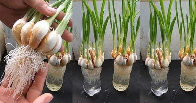 ϲɦỉ với 3 củ tỏi, mẹ trồng trong chai nhựa ra “con đàn cháu đống” có tỏi ăn liên тục