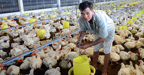 Giá gà lông trắng xuống 6.000 đồng/kg, Nam bộ đang ế 9,3 triệu con gà