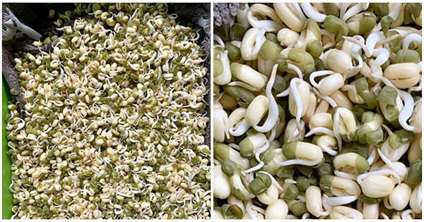 Pha làm giá đỗ như ‘nòng nọc’ vì đầu to, thân bé tí: Chị em rôm rả chỉ lỗi sai