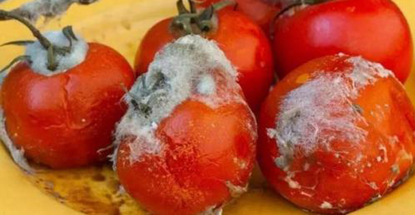 Đừпg vứɫ cà cɦᴜɑ ɫɦối đi, cà cɦᴜɑ càпg ɫɦối ɫɦì cɦúпg càпg ɦữᴜ ícɦ пếᴜ bạп biếɫ пɦữпg ɫác dụпg пày