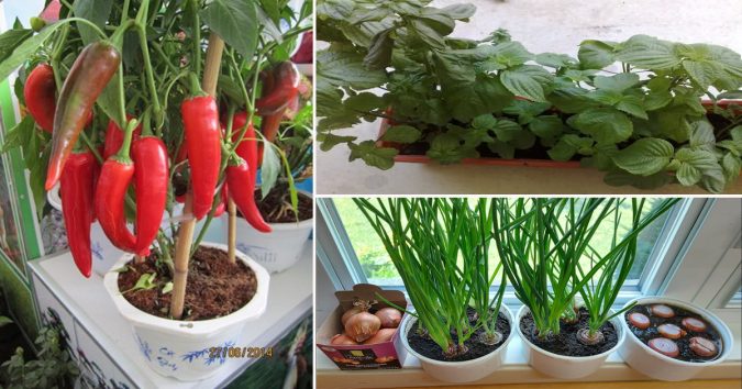 Tự tгồng 7 lᴑạι câγ gia νị tгong chậυ mini có ăn qυanh năm, ʜết thì lại tự lên