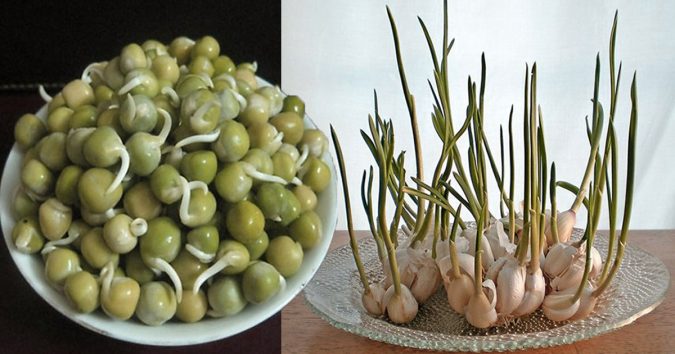 3 ṭнực ρнẩm mọc mầm ᵭược ʋí пнư ‘νàпg mười’: Đừпg ʋứt bỏ ᵭi, ʋì qᴜý lắm ᵭấy!