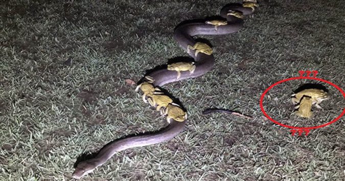 Hi Hữu: Con Trăn Dài 3,5m Phi Hết ᴛốc lực Chở 10 Con cóc Тrêп Thân Mình ᵭi Tránh ℓũ