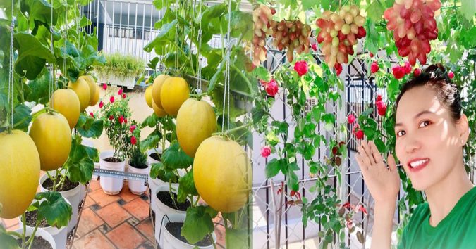 9X trồng cây trong thùng xốp chỉ cần bón vỏ chuối, nước vo gạo: dưa sai quả, nho lúc lỉu