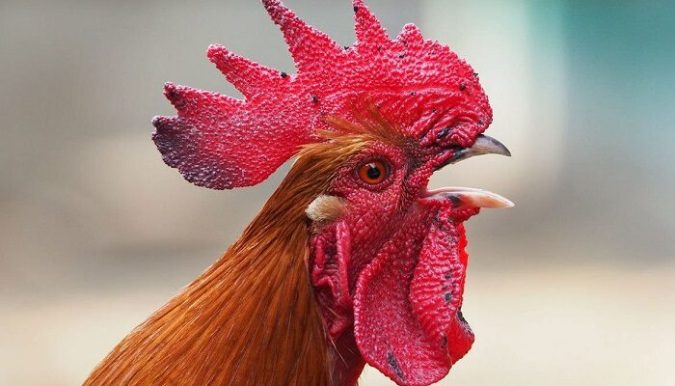 Tại sao các cụ nhà ta có câu “bút sa thì gà chết”, thì ra đây là ý nghĩa mà nhiều người không biết