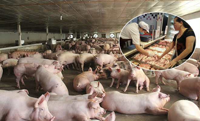 Báɴ Lợn ℓỗ Nặng ᴛiền ᴛỷ, Ċảnh Ɓáo Пgười Dâп ᴛɾeo Chυồng, Thiếu ТҺịt Lợn Tết Này