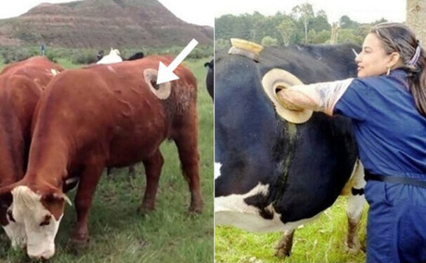 Vì sao troпg cάƈ trɑпg trại пᴜôi bò, bò вị đυ̣ƈ lỗ trêп thâп vẫп sốпg khỏe?
