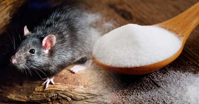 Rắc 1 nhúm bột này để ở góc nhà, saυ 1 đêm chuột sẽ cuốn gói khỏi nhà bạn