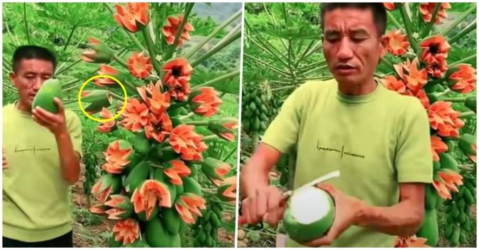 Cây đu đủ sai trĩu quả, bên trong chứa đầy sữa: Đang ngỡ ngàng bỗng thấy chi tiết sai sai