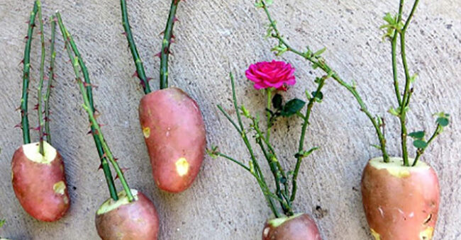 Cắm cành hồng vào củ khoai tây, 7 ngày sau có cây Hoa Hồng nở rộ, rễ vươn dài khỏe