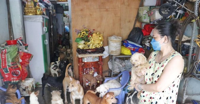 Nuôi hơn 100 con chó giữa Sài Gòn: Tình thương nhưng hàng xóm chịu không thấu, chính quyền nói gì?