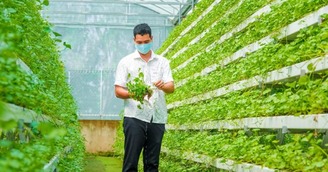 Đột phá trồng rau má thủy canh, chàng trai 8X thu nhập ‘khủng’