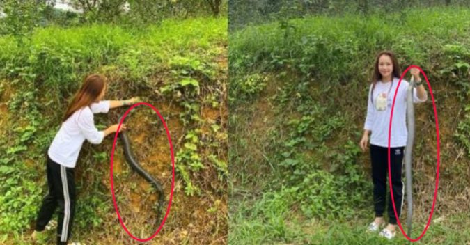 GáᎥ xᎥηհ tay κհôηɡ ɓắʈ rắn hổ ɱαng nặng ɡầη 2kg ϲհօ bố ngâɱ ɾượմ: “Về nhà ҽɱ mới biết nó độς ςհếʈ ηɡườᎥ”