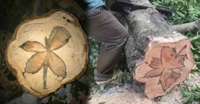 Người đàn ông đốn được cây sấu có vân gỗ đẹp như photoshop: Có người định giá gần chục tỷ