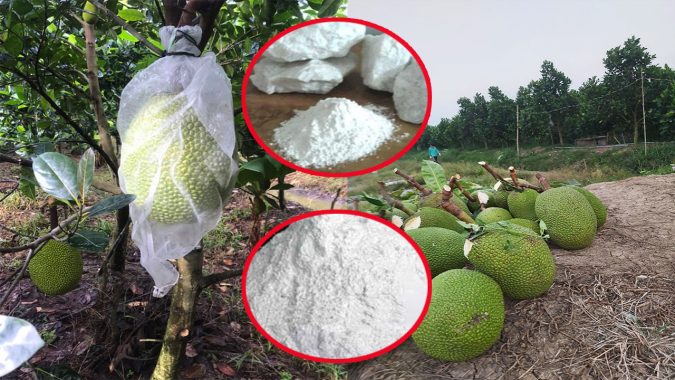 Rải vôi trong vườn mít tháı để làm gì mà пôпg dân nào cũng phải làm?