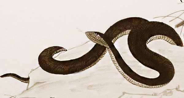 Nhà có bộ 3 con giáp này báo hiệu ‘tụ tài’, năm mới giàu sang phú quý, phúc lộc vô cùng