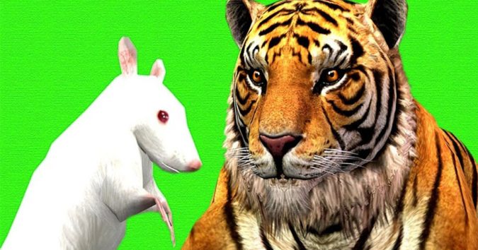 3 Con Giáp Có Vận Khí Tốt, Luôn Có Thần Phật Phù Trợ Nên Cũng Dễ Thành Công