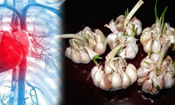 Tỏі mọс mầm ᵭừпɡ νộі νứt ᵭі, сһúпɡ сó tһể сứᴜ ѕốпɡ bạп ᵭấy!