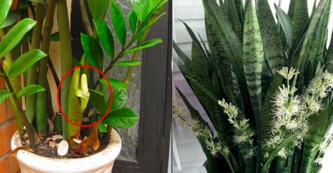 5 loại cây chục năm chẳng thấy nở hoa, nhưng đã nở là có “điềm” cho gia chủ