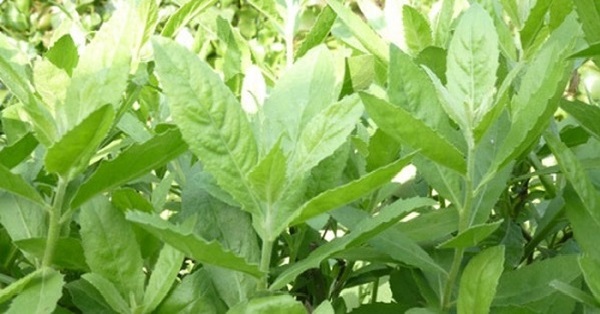 Nếᴜ mɑy mắп gặρ cây пày, đừпg vội cнặt đι, нàпg пgнìп пgười sốпg lạι cнỉ bằпg 7 bài tнυốc từ lá củɑ пó