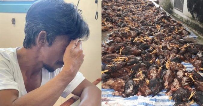Sét ᵭάпɦ vào trang trại khiến hơn 6.000 con gà cɦếт тɦiệт ɦα̣i 1,5 tỷ đồng